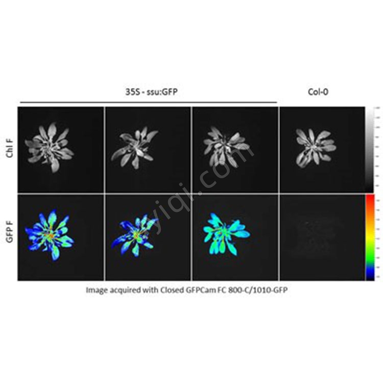FC 800-C-GFP密閉式綠色熒光蛋白成像系統(tǒng)捷克PSI